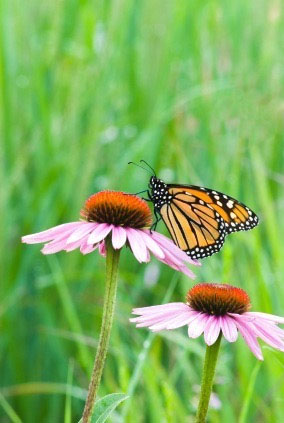 butterfly.jpg